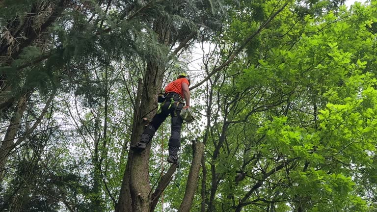 Best Tree Planting Services  in Pemberton Heights, NJ